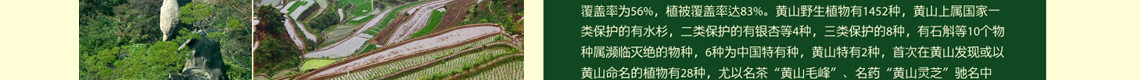 虹桥幸福行